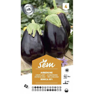 AUBERGINE BONICA HF1