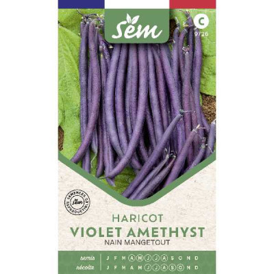 HARICOT MGT  VIOLET AMETHYST