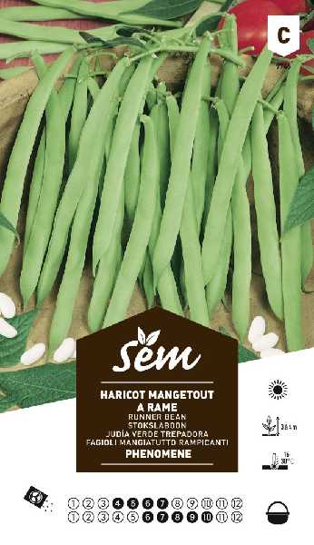 HARICOT  RAME PHENOMENE MGT