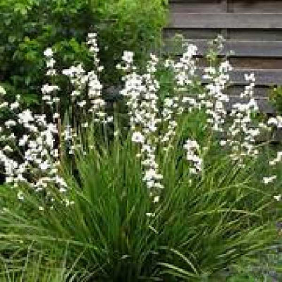 LIBERTIA formosa