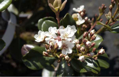 RHAPHIOLEPIS umbellata Ovata