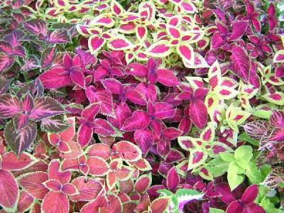 COLEUS
