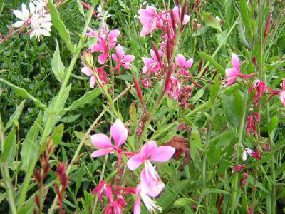 GAURA  Rose