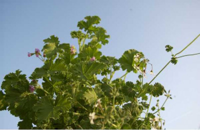 GERANIUM odorant