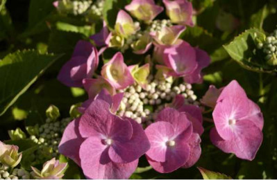 HYDRANGEA teller Rose