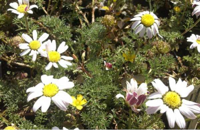 ANACYCLUS depressus Compactum
