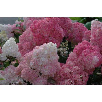 HYDRANGEA paniculata Vanille fraise ®