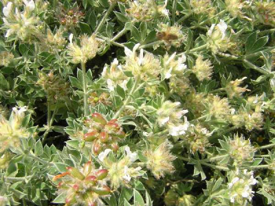DORYCNIUM hirsutum Frejorques
