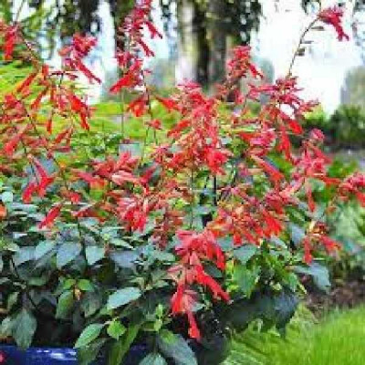 SALVIA  Ember's wish corail