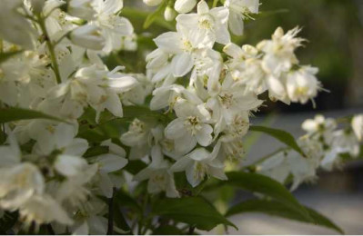 DEUTZIA gracilis