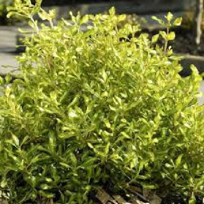 COPROSMA  Lemon mint