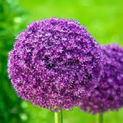 ALLIUM giganteum