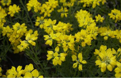 GENISTA hyspanica
