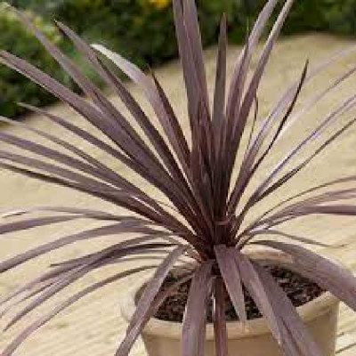 CORDYLINE australis Red commet