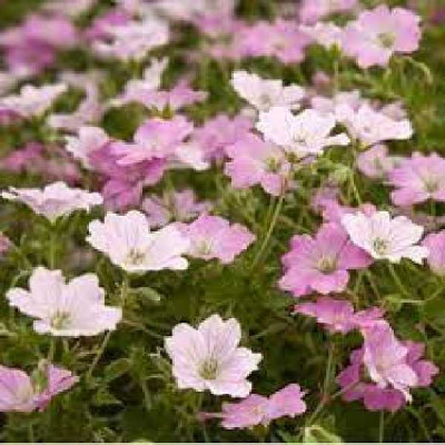 GERANIUM  Dreamland®