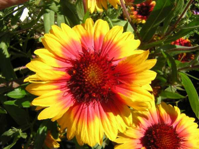 GAILLARDE  Mix