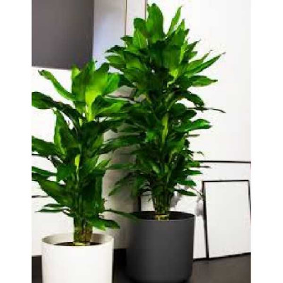DRACAENA Janet lind