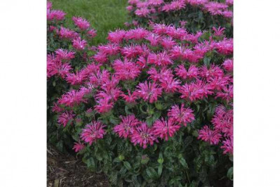 MONARDA