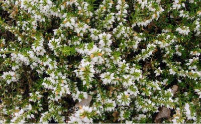ERICA darleyensis White perfection