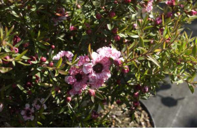 LEPTOSPERMUM scoparium Coral candy