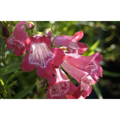 PENSTEMON  Souvenir adrien reignier