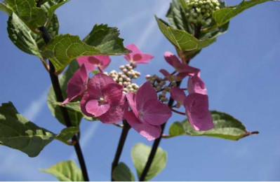 HYDRANGEA  Zorro rose