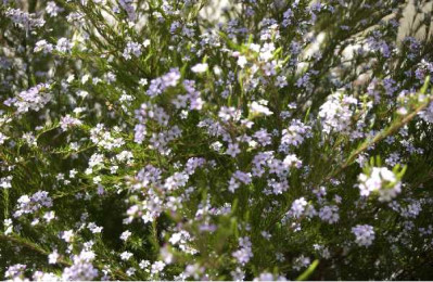 DIOSMA hirsuta Pink foutain