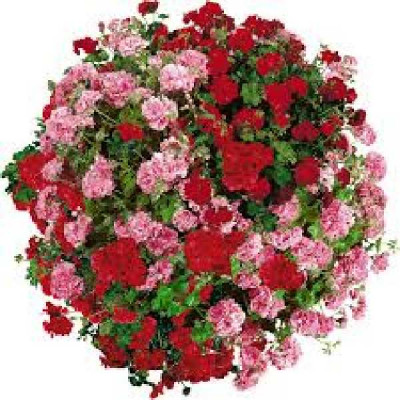 GERANIUM lierre double