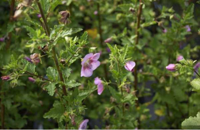 ANISODONTEA scabrosa Miss pinky