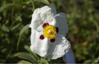 CISTUS purpureus Alan frad