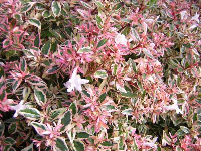 ABELIA grandiflora Confetti