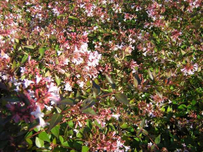 ABELIA grandiflora Semperflorens