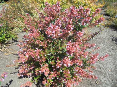 ABELIA grandiflora Raspberry profusion