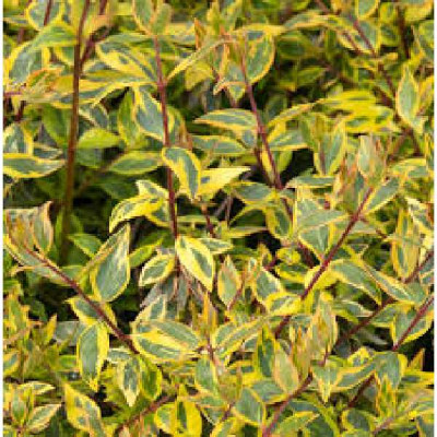 ABELIA grandiflora Sunshine daydream®