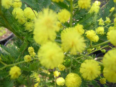 ACACIA dealbata