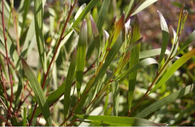 ACACIA longifolia