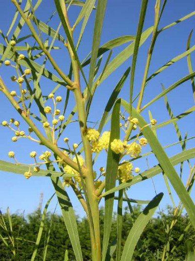 ACACIA retinoides