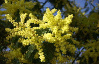 ACACIA dealbata Le gaulois