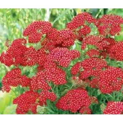 ACHILLEA millefolium Red velvet