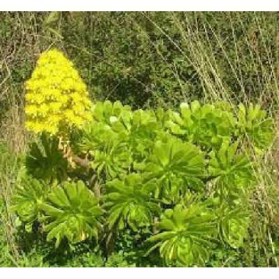 AEONIUM arboreum