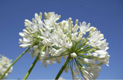 AGAPANTHUS africanus Blanche