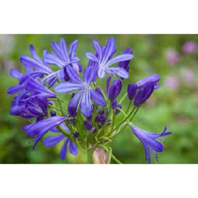 AGAPANTHUS  African skies