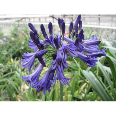AGAPANTHUS  Black pantha®