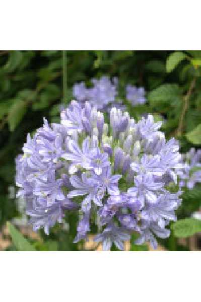 AGAPANTHUS  Glen avon