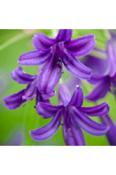 AGAPANTHUS  Indigo dreams