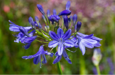 AGAPANTHUS  Lapis lazuli