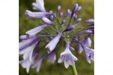 AGAPANTHUS  Liam's lilac