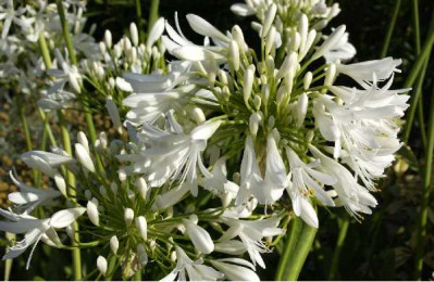 AGAPANTHUS ombellatus Blanche