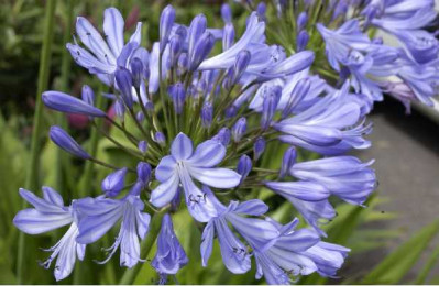 AGAPANTHUS ombellatus Bleu