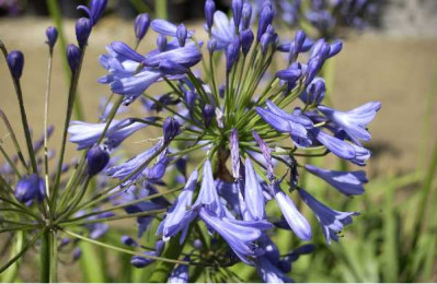 AGAPANTHUS africanus